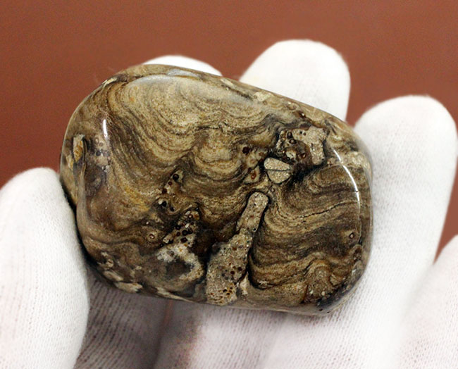 特徴である縞状の模様がよく浮き出た良質のストロマトライト（Stromatolite）（その4）