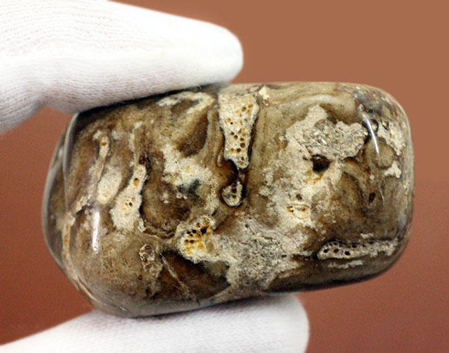 特徴である縞状の模様がよく浮き出た良質のストロマトライト(Stromatolite)(その5)