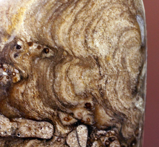 特徴である縞状の模様がよく浮き出た良質のストロマトライト（Stromatolite）（その6）