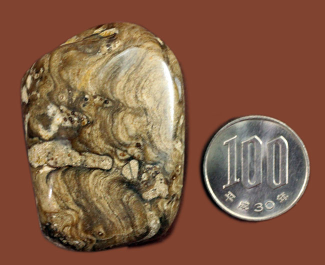 特徴である縞状の模様がよく浮き出た良質のストロマトライト(Stromatolite)(その7)