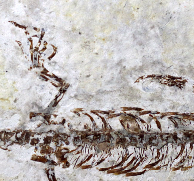 美しいポーズ、希少なオールドコレクション！まさにミニドラゴン、ヒファロサウルス（Hyphalosaurus lingyuanensis）の全身化石（その5）