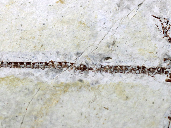 美しいポーズ、希少なオールドコレクション！まさにミニドラゴン、ヒファロサウルス（Hyphalosaurus lingyuanensis）の全身化石（その7）