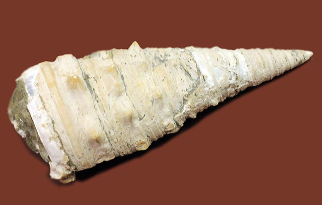 サイズ良し、状態良し、立派なビカリア（Vicarya sp.）の化石（その1）