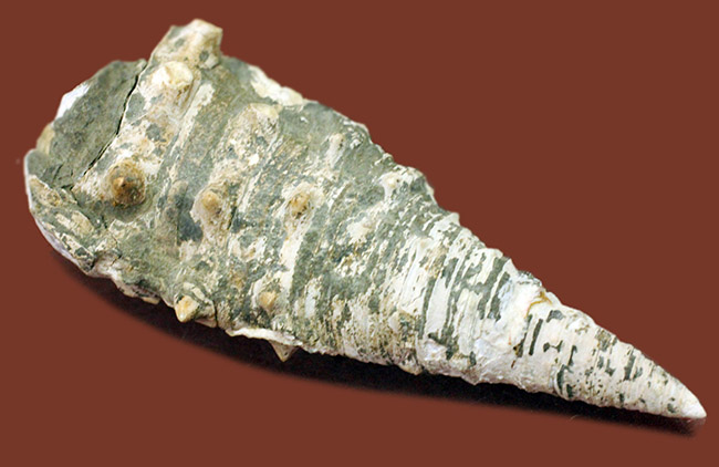 サイズ良し、状態良し、立派なビカリア（Vicarya sp.）の化石（その2）