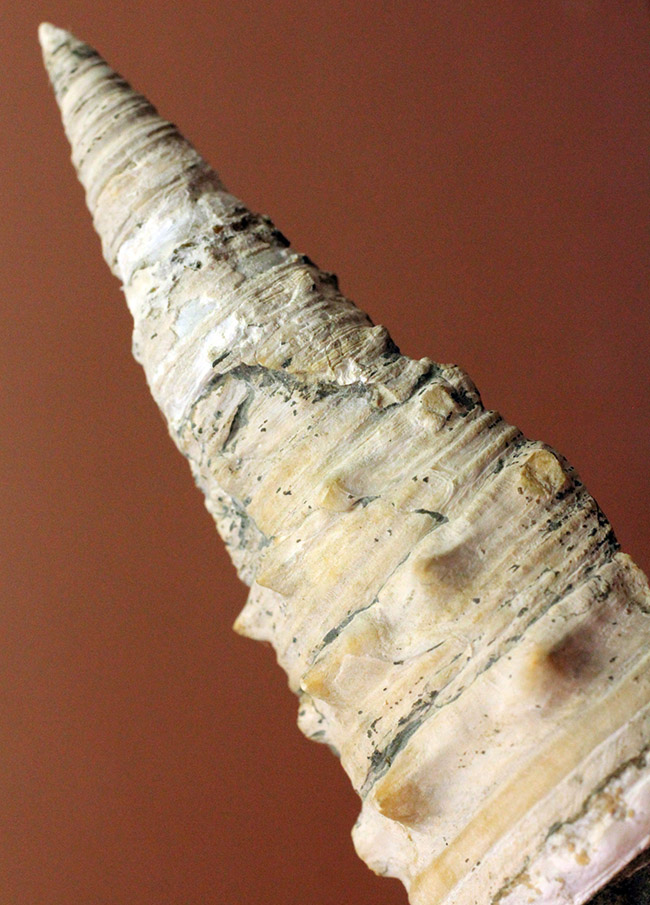 サイズ良し、状態良し、立派なビカリア（Vicarya sp.）の化石（その5）
