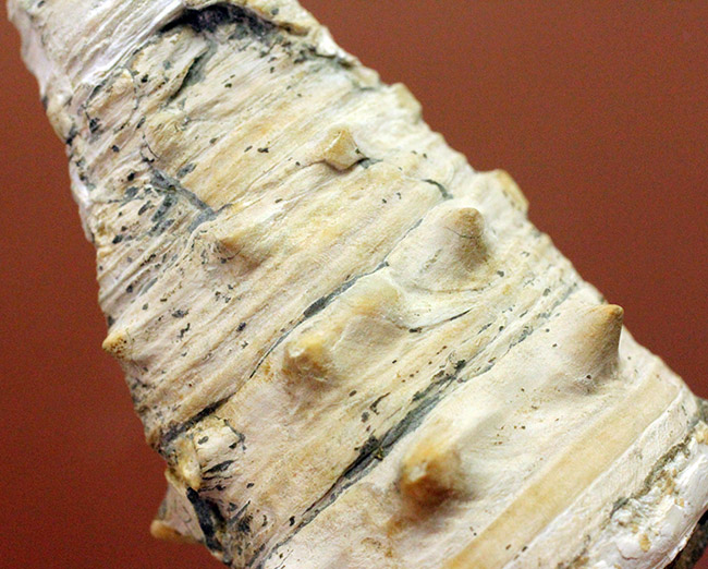 サイズ良し、状態良し、立派なビカリア（Vicarya sp.）の化石（その6）