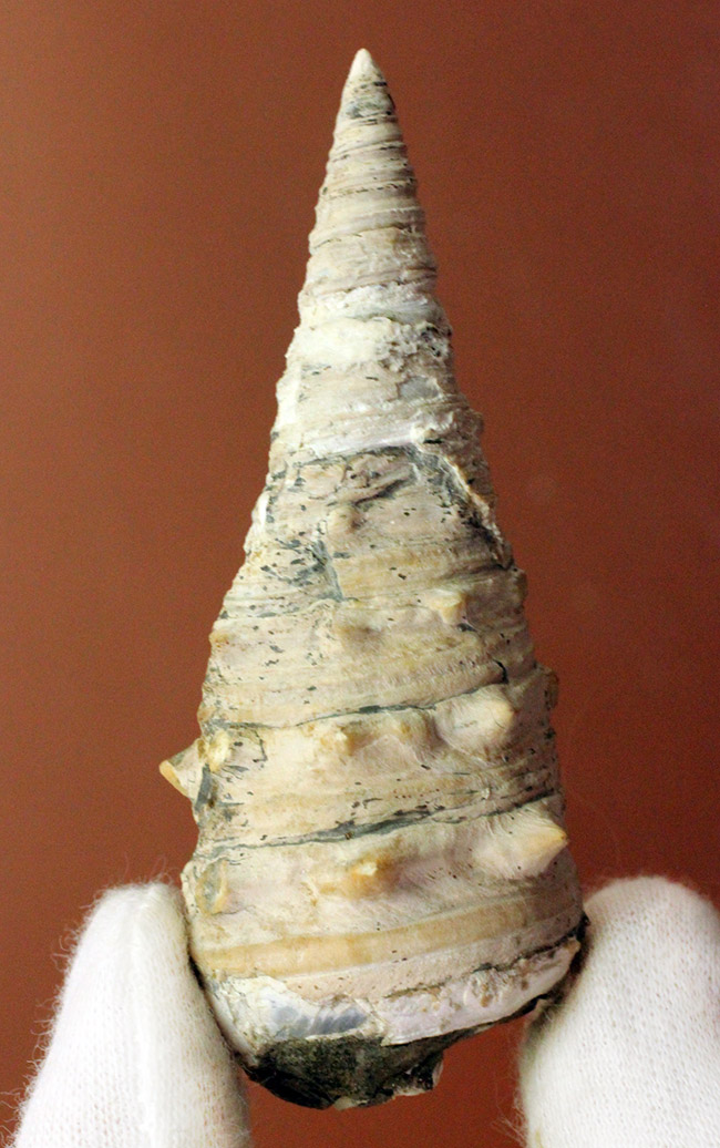 サイズ良し、状態良し、立派なビカリア（Vicarya sp.）の化石 化石 販売