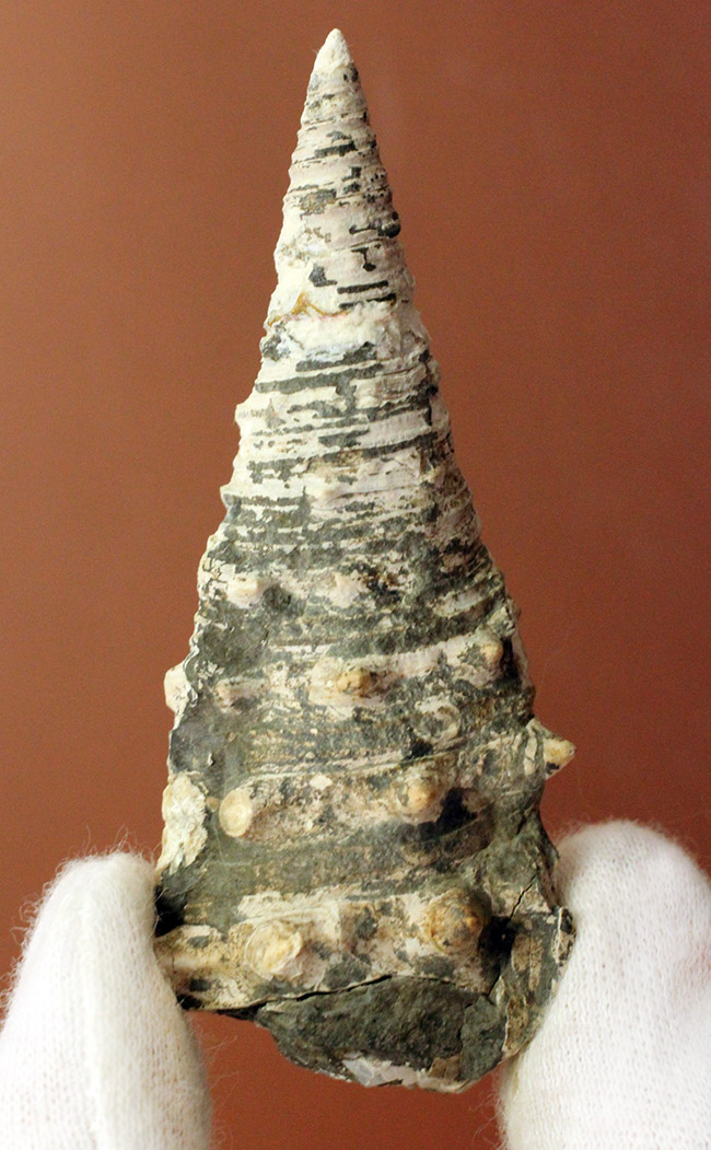 ビカリアの化石 Vicarya 化石 販売