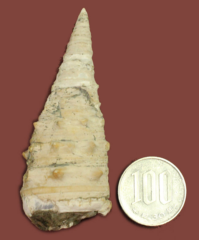 サイズ良し、状態良し、立派なビカリア（Vicarya sp.）の化石（その9）