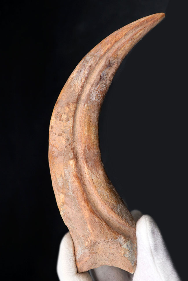 大きく鋭い!美しい弧を描く、恐竜、スピノサウルス(Spinosaurus)のハンドクロウと接骨の化石(その1)