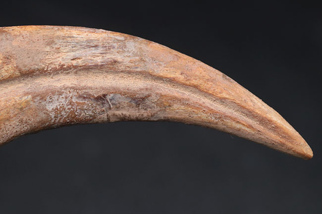 大きく鋭い!美しい弧を描く、恐竜、スピノサウルス(Spinosaurus)のハンドクロウと接骨の化石(その12)