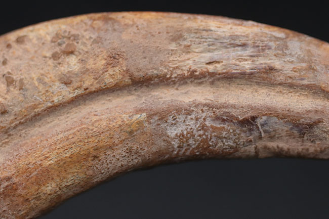 大きく鋭い!美しい弧を描く、恐竜、スピノサウルス(Spinosaurus)のハンドクロウと接骨の化石(その13)