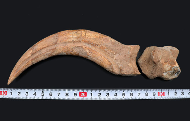 大きく鋭い!美しい弧を描く、恐竜、スピノサウルス(Spinosaurus)のハンドクロウと接骨の化石(その14)