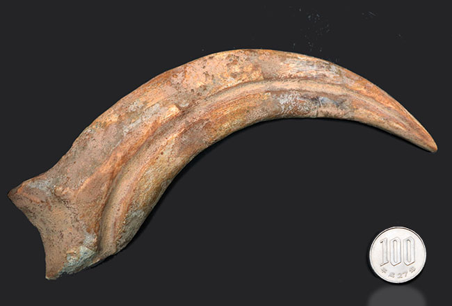 大きく鋭い!美しい弧を描く、恐竜、スピノサウルス(Spinosaurus)のハンドクロウと接骨の化石(その15)