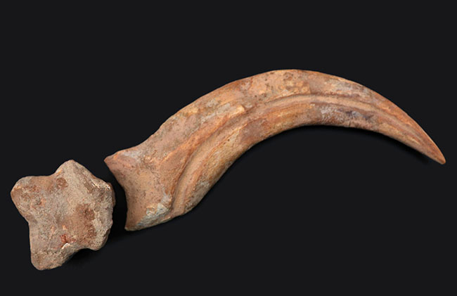 大きく鋭い!美しい弧を描く、恐竜、スピノサウルス(Spinosaurus)のハンドクロウと接骨の化石(その2)