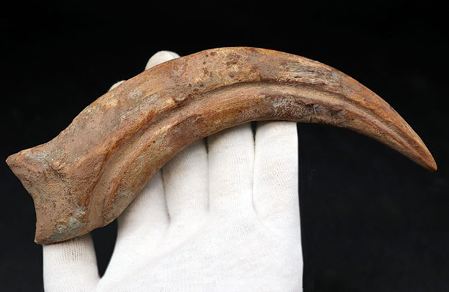 大きく鋭い!美しい弧を描く、恐竜、スピノサウルス(Spinosaurus)のハンドクロウと接骨の化石(その3)