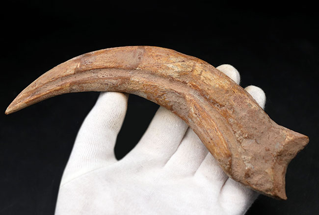 大きく鋭い!美しい弧を描く、恐竜、スピノサウルス(Spinosaurus)のハンドクロウと接骨の化石(その4)