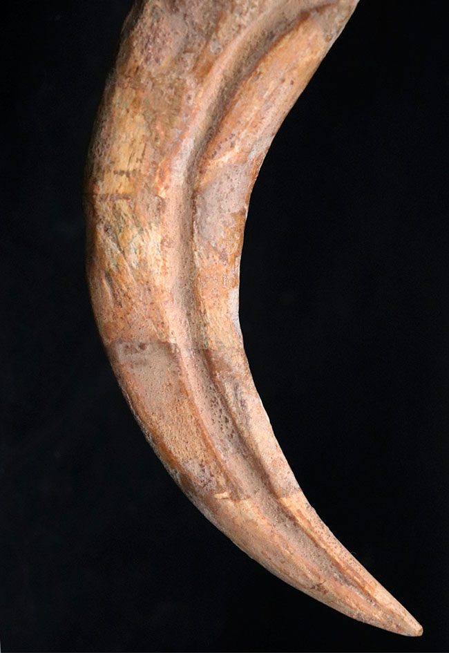 大きく鋭い!美しい弧を描く、恐竜、スピノサウルス(Spinosaurus)のハンドクロウと接骨の化石(その7)