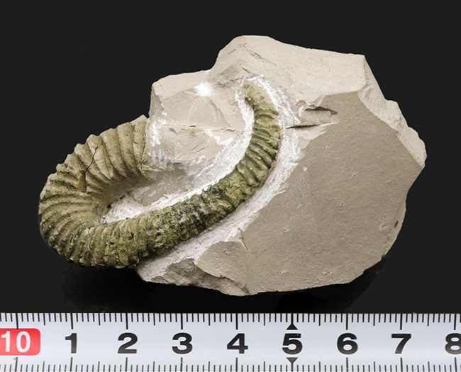 可愛らしいサイズ、フランス産白亜紀の異常巻きアンモナイト、ヘロテセラス・グラシール（Heteroceras gracile）（その8）