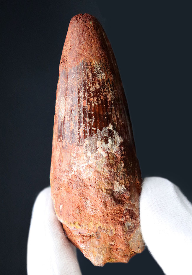 根本の周長10センチ近い圧倒的な太さ!これぞ北アフリカの王者、スピノサウルス(Spinosaurus)の歯化石(その1)