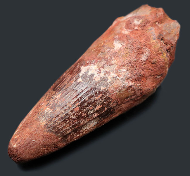 根本の周長10センチ近い圧倒的な太さ!これぞ北アフリカの王者、スピノサウルス(Spinosaurus)の歯化石(その4)