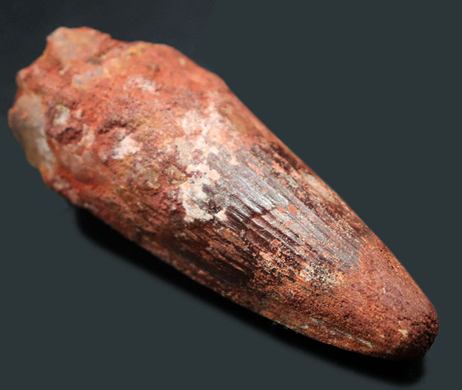 根本の周長10センチ近い圧倒的な太さ!これぞ北アフリカの王者、スピノサウルス(Spinosaurus)の歯化石(その5)