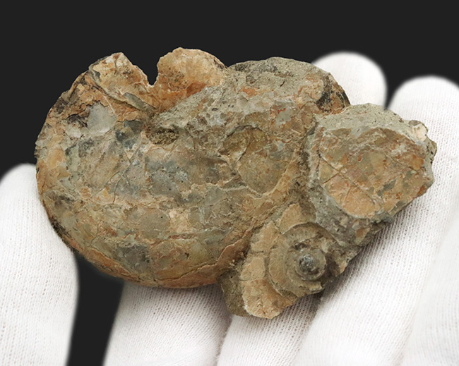 北海道の白亜紀の地層から発見されたアンモナイト、テトラゴニテス(Tetragonites)の化石(その4)