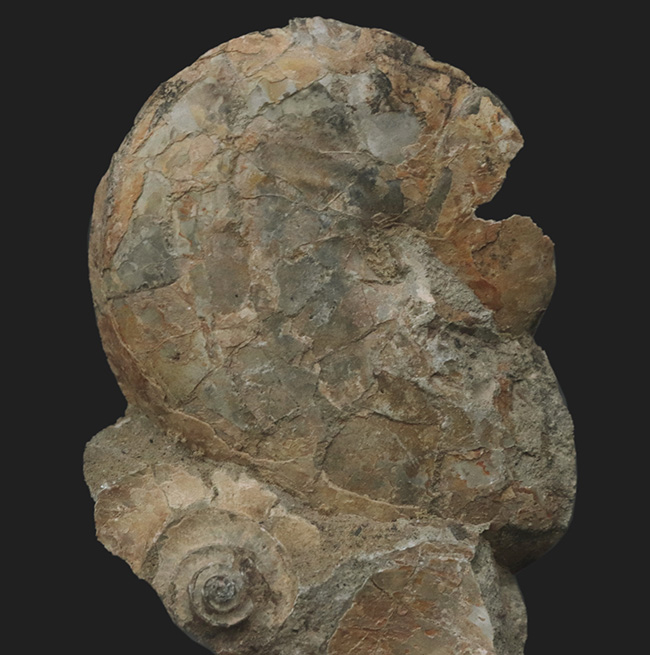 北海道の白亜紀の地層から発見されたアンモナイト、テトラゴニテス(Tetragonites)の化石(その5)