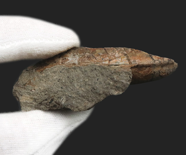 北海道の白亜紀の地層から発見されたアンモナイト、テトラゴニテス(Tetragonites)の化石(その6)