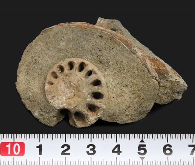 色が綺麗な茶色のテトラゴニテス　アンモナイト　化石 テトラゴニテス科のアンモナイト