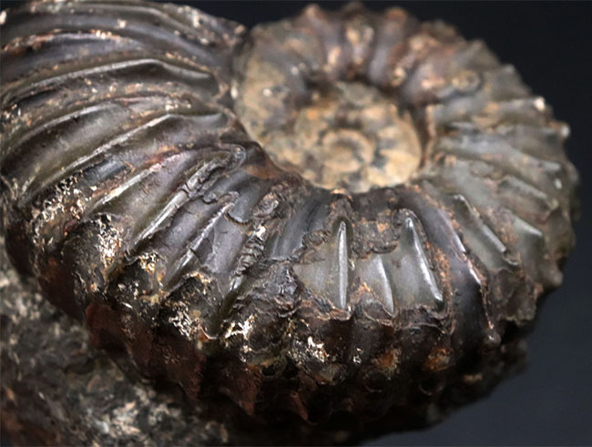 １９６５年に収集された貴重なオールドコレクション！発達した肋（ろく）で知られる、希少な北海道アンモナイト、マンテリセラスの上質個体（その10）