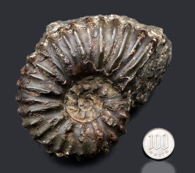 経典 北海道 アンモナイト 中頓別の希少種キャナドセラス 化石