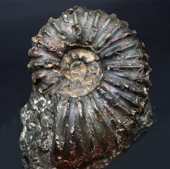 １９６５年に収集された貴重なオールドコレクション！発達した肋（ろく）で知られる、希少な北海道アンモナイト、マンテリセラスの上質個体（その3）