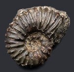 １９６５年に収集された貴重なオールドコレクション！発達した肋（ろく）で知られる、希少な北海道アンモナイト、マンテリセラスの上質個体