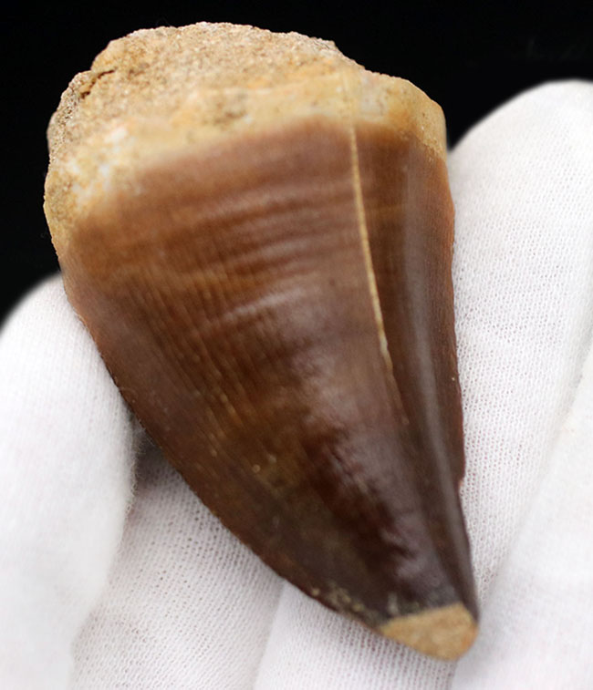 ド迫力！極厚！最強のモササウルス、プログナソドン・アンセプスの歯