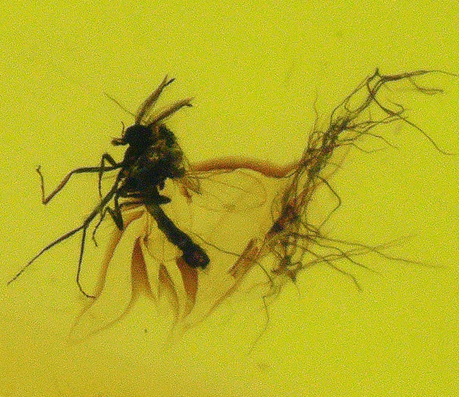 透き通る味わいが魅力的！約４０００万年前の虫を内部に内包したバルティックアンバー（シルバーチェーン＆高級ジュエリーケース付き）（その2）