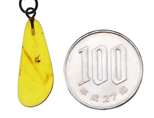 透き通る味わいが魅力的！約４０００万年前の虫を内部に内包したバルティックアンバー（シルバーチェーン＆高級ジュエリーケース付き）（その7）