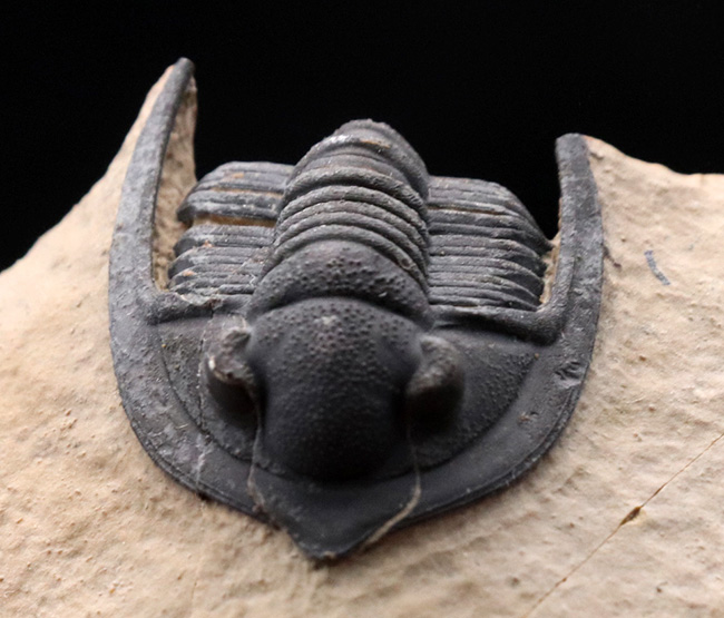 ディティールまで保存された上質品！モロッコ産デボン紀の三葉虫、ディアデマプロエタス（Diademaproetus praecursor）の化石（その1）