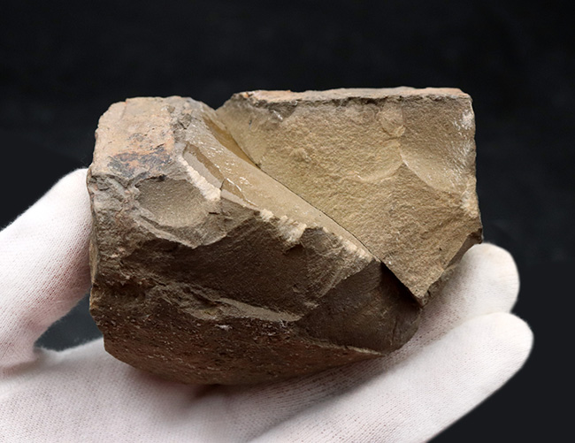 ディティールまで保存された上質品！モロッコ産デボン紀の三葉虫、ディアデマプロエタス（Diademaproetus praecursor）の化石（その10）