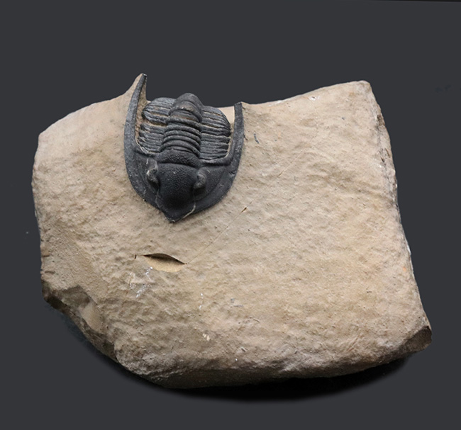 ディティールまで保存された上質品！モロッコ産デボン紀の三葉虫、ディアデマプロエタス（Diademaproetus praecursor）の化石（その2）