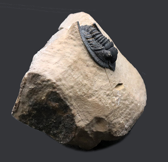 ディティールまで保存された上質品！モロッコ産デボン紀の三葉虫、ディアデマプロエタス（Diademaproetus praecursor）の化石（その3）