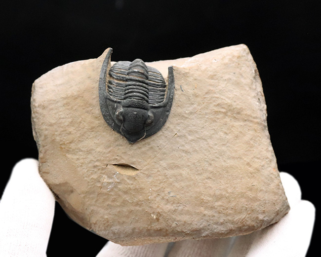 ディティールまで保存された上質品！モロッコ産デボン紀の三葉虫