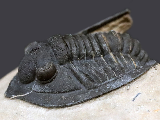 ディティールまで保存された上質品！モロッコ産デボン紀の三葉虫、ディアデマプロエタス（Diademaproetus praecursor）の化石（その5）