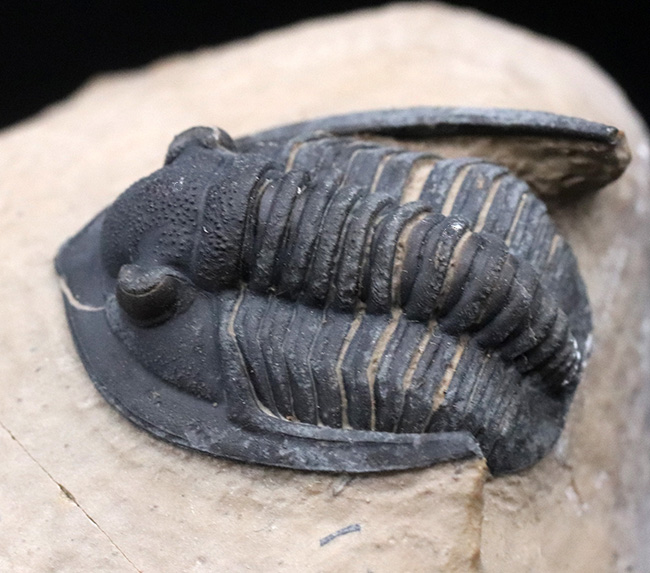 ディティールまで保存された上質品！モロッコ産デボン紀の三葉虫、ディアデマプロエタス（Diademaproetus praecursor）の化石（その6）