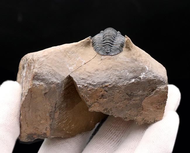 ディティールまで保存された上質品！モロッコ産デボン紀の三葉虫、ディアデマプロエタス（Diademaproetus praecursor）の化石（その7）