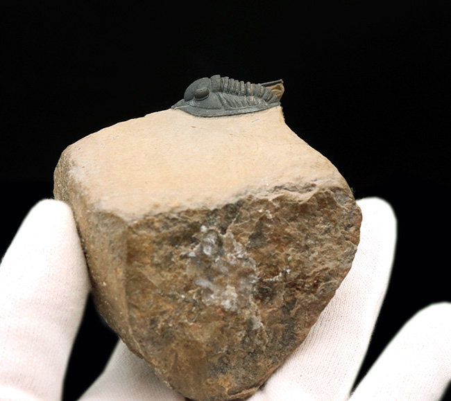 ディティールまで保存された上質品！モロッコ産デボン紀の三葉虫、ディアデマプロエタス（Diademaproetus praecursor）の化石（その8）
