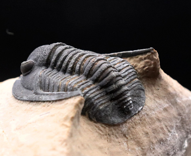 ディティールまで保存された上質品！モロッコ産デボン紀の三葉虫、ディアデマプロエタス（Diademaproetus praecursor）の化石（その9）