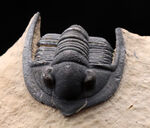 ディティールまで保存された上質品！モロッコ産デボン紀の三葉虫、ディアデマプロエタス（Diademaproetus praecursor）の化石