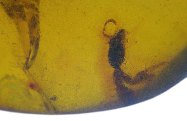 映画『ジュラシック・パーク』初代で話題になったレジェンドアンバー