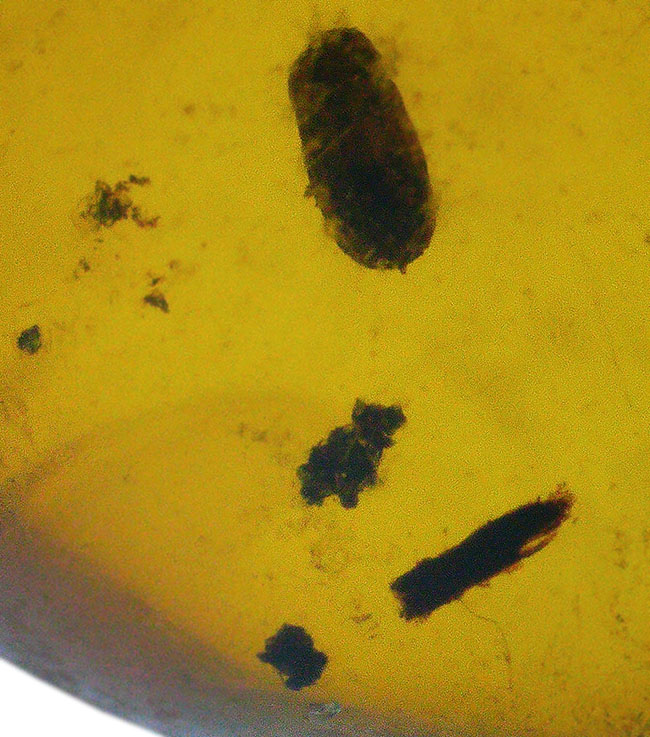 映画『ジュラシック・パーク』初代で話題になったレジェンドアンバー